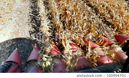 close up, View from cabin of big red combine harvester machine, filtering Fresh ripe corncobs from the leaves and stalks. harvesting process of corn field in early autumn. Agriculture close up, View from cabin of big red combine harvester machine, filtering Fresh ripe corncobs from the leaves and stalks. harvesting process of corn field in early autumn. Agriculture 100994701