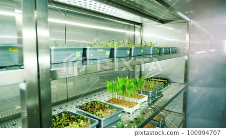 growing of young green sprouts in soil, in small boxes, on shelves of a special chamber, in modern smart laboratory. growing germinating seeds of various grains, breeding crops, growing of young green sprouts in soil, in small boxes, on shelves of a special chamber, in modern smart laboratory. growing germinating seeds of various grains, breeding crops, 100994707