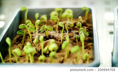 Close-up, young green sprouts in soil, ground. growing sprouts, germinating seeds of various grains, breeding crops, in small boxes, in a special chamber, in the laboratory. Close-up, young green sprouts in soil, ground. growing sprouts, germinating seeds of various grains, breeding crops, in small boxes, in a special chamber, in the laboratory. 100994708