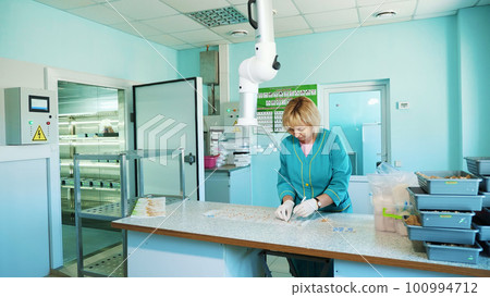 lab worker studying, examines sprouted, rooted corn seeds, in laboratory. Science laboratory research, biotechnology, GMO concept. germination of seeds of various grains, crops 100994712