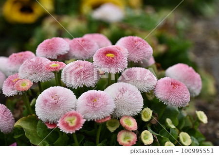 Daisy (Daisy) Daisy (Daisy) 100995551