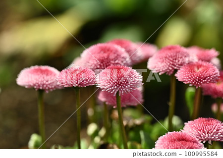 雛菊(雛菊) 雛菊(雛菊) 100995584