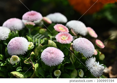 Daisy (Daisy) 100995594