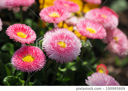 Daisy (Daisy) 100995609