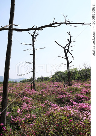 Scenery of Shikagahara with dead trees Scenery of Shikagahara with dead trees 100996068