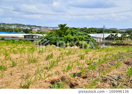 糸洲護城河 / Uckergama 周邊（沖繩縣糸滿市）[2023 年 2 月] 100996136