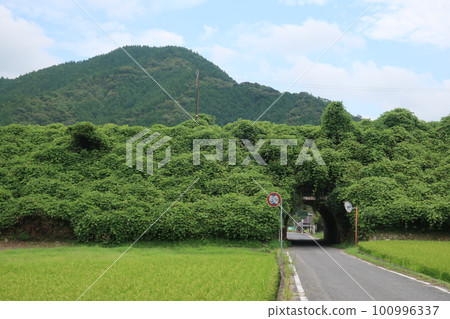Summer rice fields and mountains 100996337
