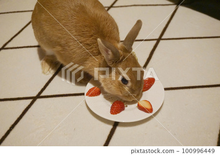 birthday rabbit 100996449
