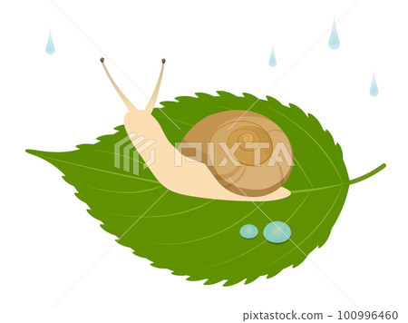 snail on a leaf 100996460