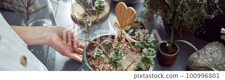 caucasian confident happy florist is working with composition made from glass stones and plants in botanic shop 100996801