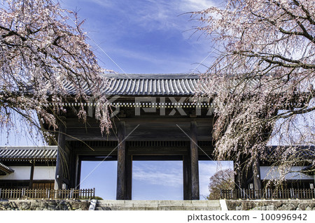 Weeping cherry tree at the temple gate of Togoji Temple, Fuchu City, Tokyo Weeping cherry tree at the temple gate of Togoji Temple, Fuchu City, Tokyo 100996942