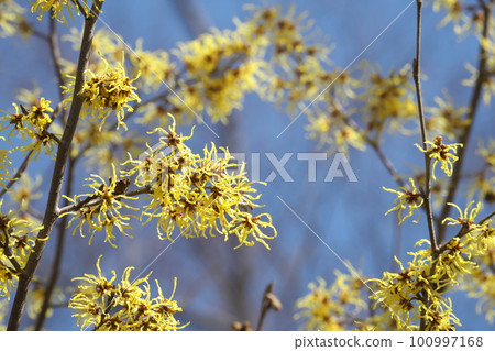 Witch hazel flowers in full bloom in spring 100997168