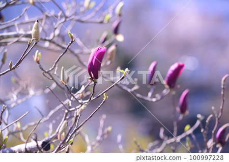 Purple magnolia like a red lamp Purple magnolia like a red lamp 100997228