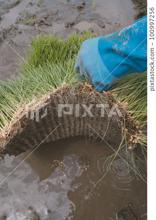 rice planting, seeding, paddy 100997256