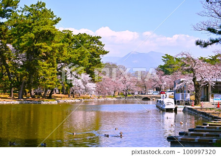 有櫻花、池塘和赤城山的公園 有櫻花、池塘和赤城山的公園 100997320