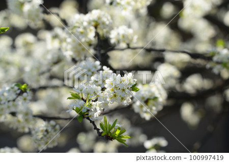 Oshima cherry blossoms with outstanding whiteness Oshima cherry blossoms with outstanding whiteness 100997419