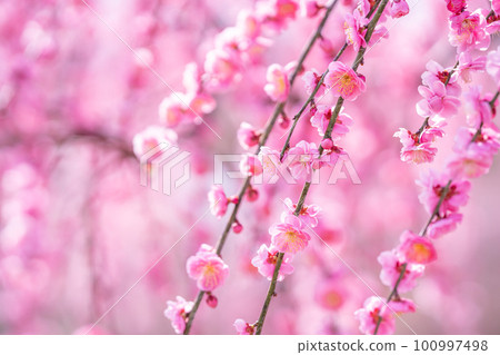 早春綻放的粉色垂枝梅花 100997498