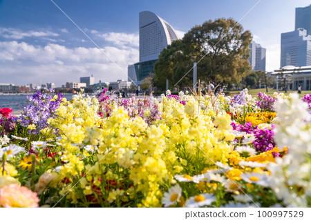 《神奈川縣》港未來臨港公園・春暖花開的景色 100997529