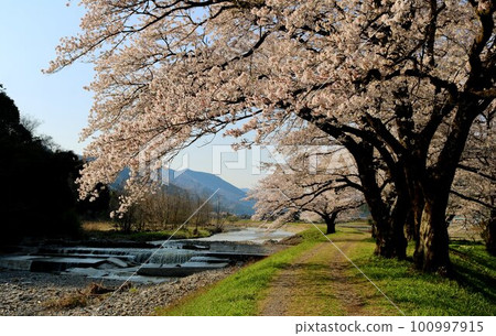 在平靜的春日,櫻花盛開在鄉村的河邊 在平靜的春日,櫻花盛開在鄉村的河邊 100997915