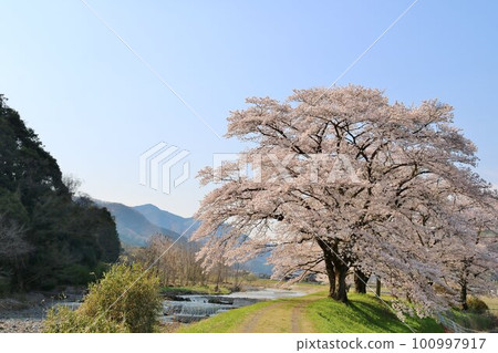 在平靜的春日,櫻花盛開在鄉村的河邊 在平靜的春日,櫻花盛開在鄉村的河邊 100997917