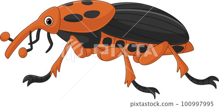 Red palm weevil on white background Red palm weevil on white background 100997995