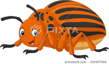 Cartoon colorado beetle on white background 100997998