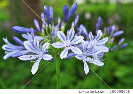 Blue agapanthus flowers (summer, June) 100998008
