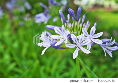 藍色百子蓮花（夏季，六月） 100998010