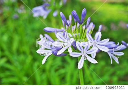 藍色百子蓮花（夏季，六月） 100998011