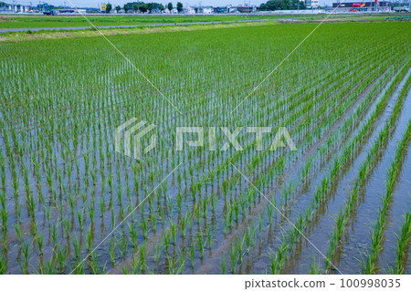 Rural scenery near the roadside station Nishikata in the early summer season 100998035