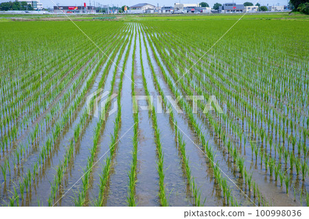 Rural scenery near the roadside station Nishikata in the early summer season 100998036