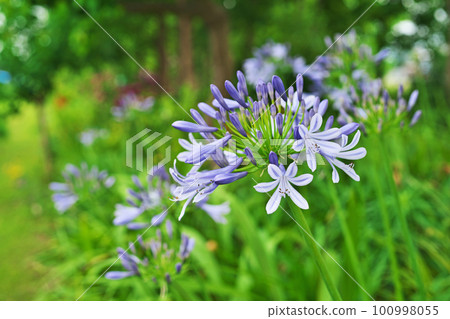 藍色百子蓮花(夏季,六月) 藍色百子蓮花(夏季,六月) 100998055