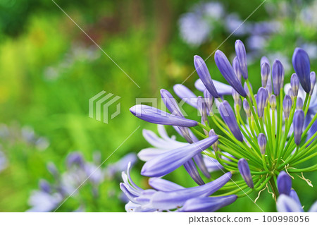 藍色百子蓮花蕾(夏季,六月) 藍色百子蓮花蕾(夏季,六月) 100998056