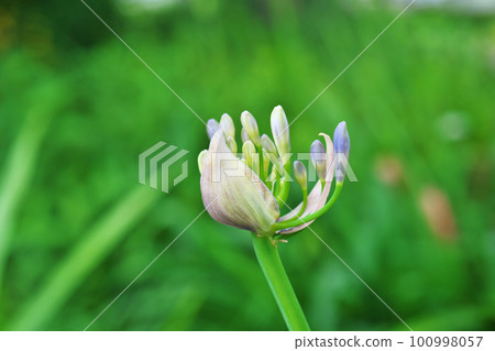 白色百子蓮花蕾(夏季,六月) 白色百子蓮花蕾(夏季,六月) 100998057