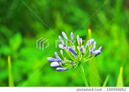 藍色百子蓮花蕾（夏季，六月） 100998062