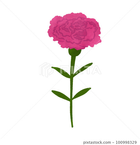 Pink carnation - Stock Illustration [100998329] - PIXTA