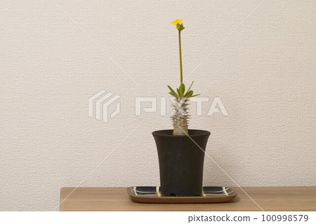 Tuberous plant Pachypodium 100998579
