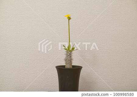 Tuberous plant Pachypodium 100998580