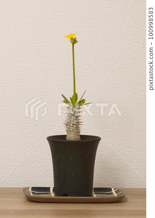 Tuberous plant Pachypodium 100998583