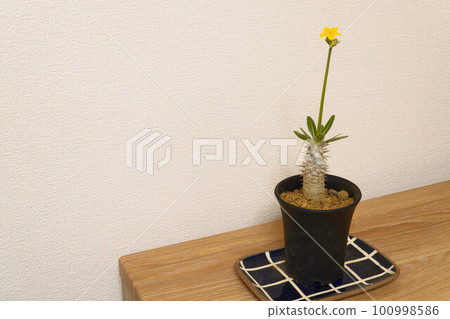 Tuberous plant Pachypodium 100998586