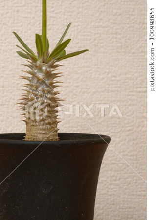 Tuberous plant Pachypodium 100998655