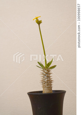 Tuberous plant Pachypodium 100998657