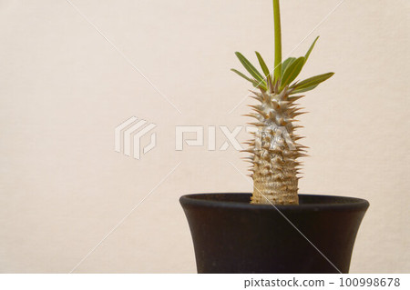 Tuberous plant Pachypodium Tuberous plant Pachypodium 100998678