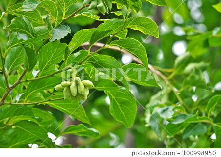 Yellow-green Egononekoashi (Mushiei) (Summer, June) 100998950
