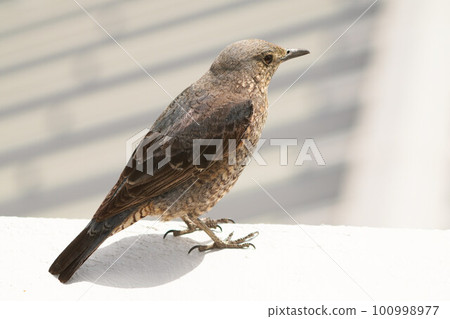 Sea bulbul Sea bulbul 100998977