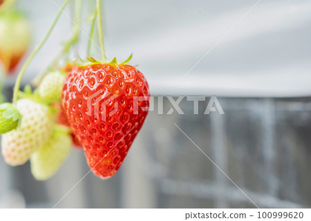 Red strawberry fruit House strawberry strawberry picking Yamamoto Town, Miyagi Prefecture Red strawberry fruit House strawberry strawberry picking Yamamoto Town, Miyagi Prefecture 100999620