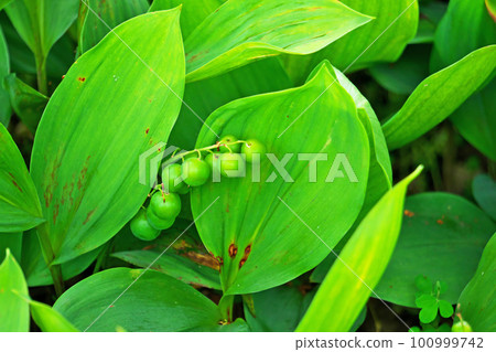 綠色鈴蘭漿果（夏季，六月） 100999742