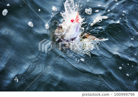 海面上肆虐的鯛魚 海面上肆虐的鯛魚 100999796