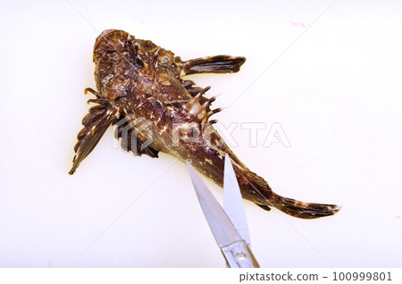 Cut off the dorsal fin of the stonefish 100999801