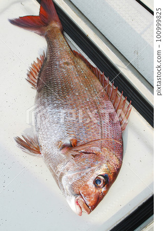 Red snapper 100999825